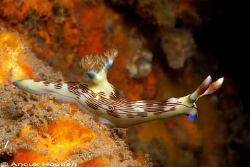 Nembrotha lineolata. Picture taken under the pier in Daui... by Anouk Houben 